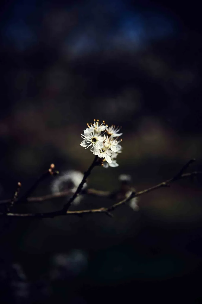 Paysage — photographie de Nam Pesesse